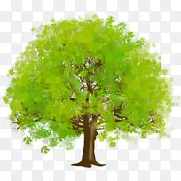 树绿剪贴画-大绿树PNG剪贴画