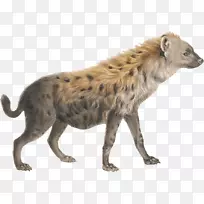 鬣狗狮-鬣狗PNG