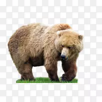 棕色熊小旅行动物事实书：为儿童动物-熊PNG