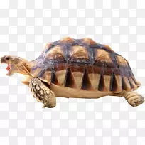 海龟壳爬行动物壁纸-龟PNG