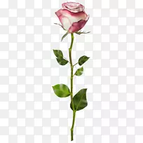 玫瑰花剪贴画-玫瑰透明剪贴画PNG图像