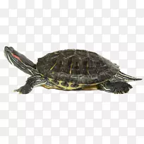 箱形龟常见的龟-海龟PNG