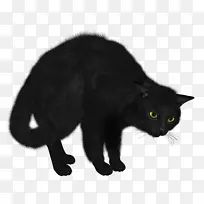 黑猫-黑猫PNG图像