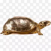 盒龟爬行动物龟壳-盒形龟PNG图片