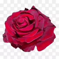 玫瑰花-红玫瑰花