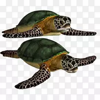 海龟-绿海龟壳