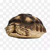 非洲龟刺龟饰