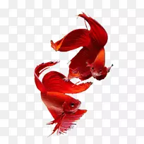 暹罗猫泰国暹罗斗鱼金鱼红色暹罗鱼