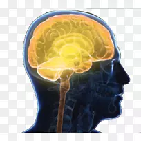 人神经系统的中枢神经系统脑轮廓-人脑系统示意图侧