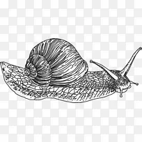 蜗牛绘图.蜗牛轮廓画