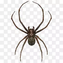 欧洲花园蜘蛛寡妇蜘蛛插图-黑色长毛绒蜘蛛插图