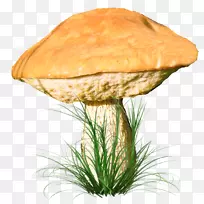 木耳杨木剪贴画-蘑菇