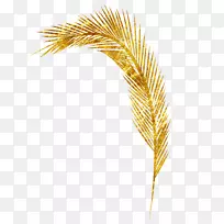 黄商品草科-小麦