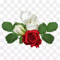 玫瑰插花艺术-红白玫瑰
