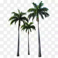 非洲油棕榈槟榔科剪贴画椰子树