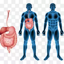 人体肌肉人体消化系统解剖载体人类消化系统