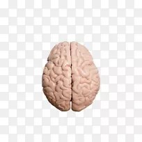 人脑智人脑试验.脑试验