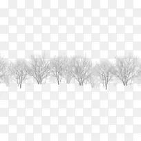 白黑雪分叉枯树林