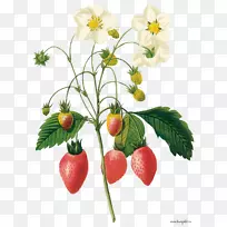 植物学插图植物学版画植物插画-草莓