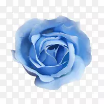蓝色玫瑰海滩玫瑰蜈蚣玫瑰-蓝色玫瑰
