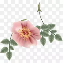 花卉花瓣-卡通玫瑰材料