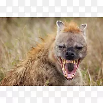 斑纹鬣狗非洲野狗发现鬣狗野生动物-鬣狗