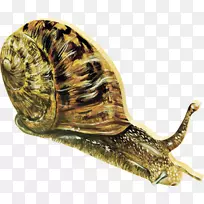 非洲巨型蜗牛画腹足.蜗牛