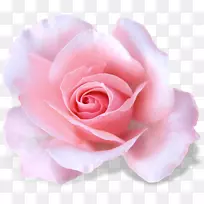 花园玫瑰白玫瑰