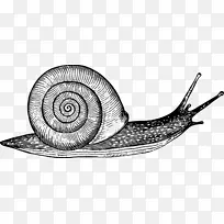 绘制蜗牛腹足壳草图-蜗牛