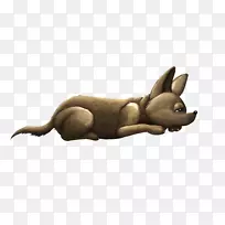 兔动物-吉娃娃