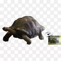 箱形龟爬行动物陆生龟