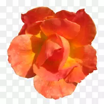 橙花玫瑰红色剪贴画-橙色花