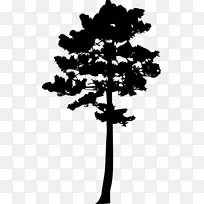 木本植物松树