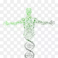 dna测序基因组系谱dna测试遗传学生物学