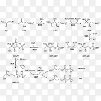 非甲丙戊酸途径代谢途径异戊烯基焦磷酸1-脱氧-d-木糖-5-磷酸途径