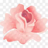 蔷薇科玫瑰开花植物花瓣粉红色玫瑰
