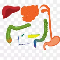 胃肠道人消化系统消化人体夹艺术消化系统