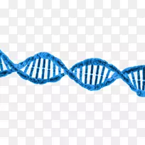 DNA表观遗传学检测转录-双螺旋