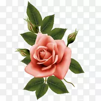 花园玫瑰，蜈蚣玫瑰，花-美丽的玫瑰