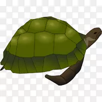 海龟常见的截击龟夹艺术-海龟