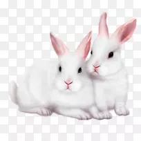 兔图像剪辑艺术-兔子