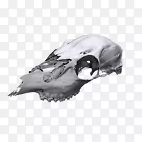 3D扫描仪颅骨图像扫描仪-动物颅骨