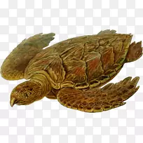 鹰嘴龟甲科革背海龟犁龟-海龟