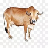 Gyr牛，Sahiwal牛，Deoni牛，Tharparkar牛，JunagDH区牛-牛奶