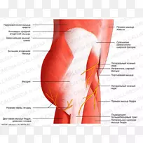 臀部肌肉系统骨盆-肌肉