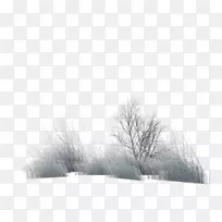 摄影毛皮冬季白色-冬季