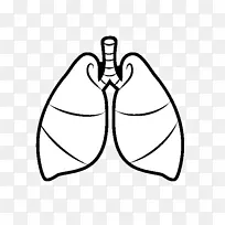 肺牵张呼吸心脏呼吸系统-心脏
