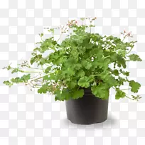 天竺葵花盆植物