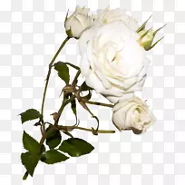 花园玫瑰，蜈蚣玫瑰，浅白玫瑰