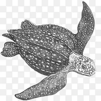 甲鱼海龟革背海龟爬行动物龟